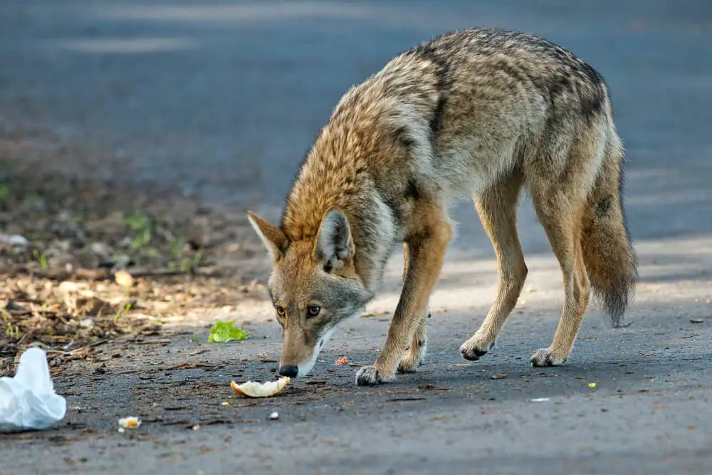 This is a mature coyote scavenging at an urban area.