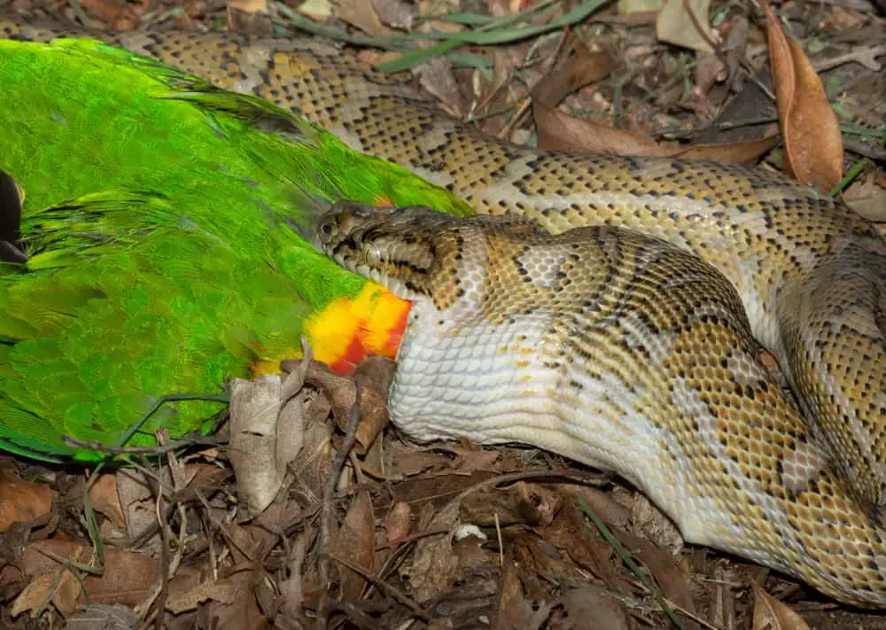 This is a python eating a rainbow parrot.