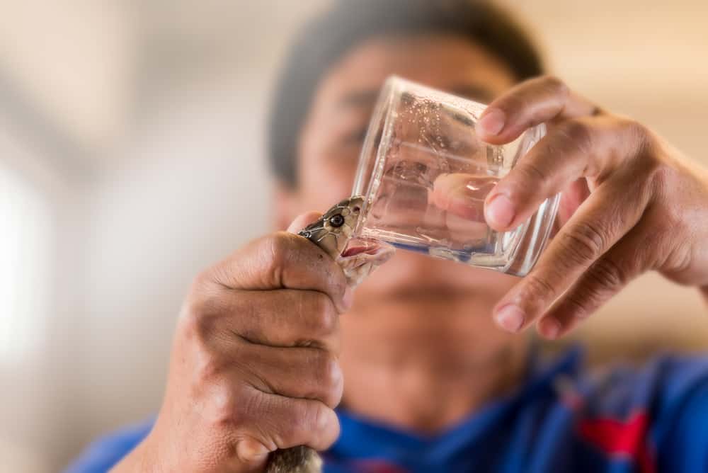 This is a close look at a man harvesting the venom of a king cobra.