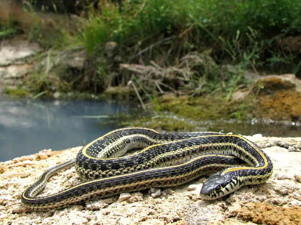 This is a coiled Plains Garter Snake basking under sun.