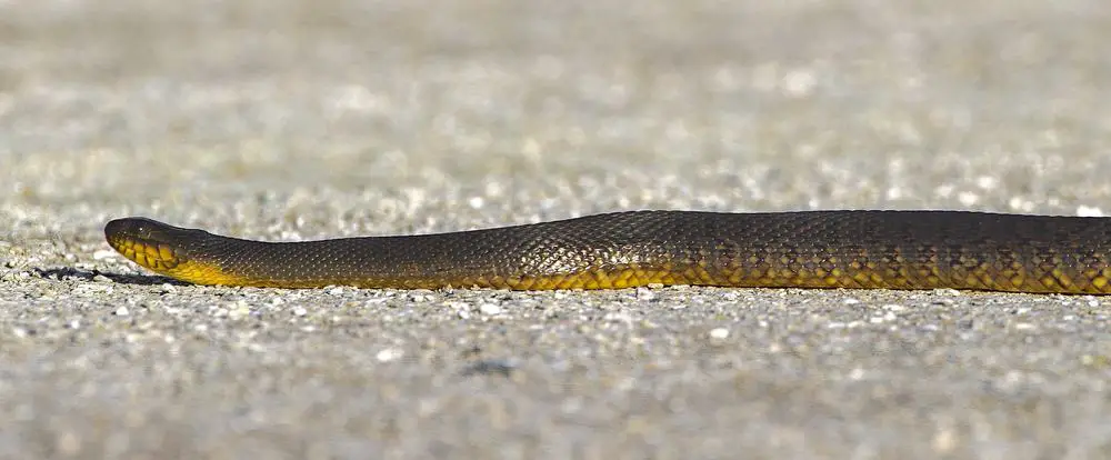 This is a diamondback Florida Green Water Snake crossing a path.