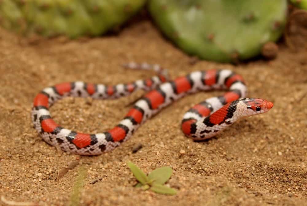 This is a juvenile Scarlet Kingsnake on the ground.