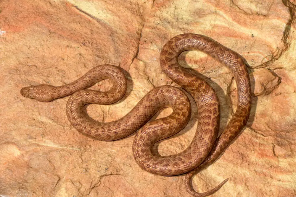 This is a close look at a Pygmy Python curled on a rock.