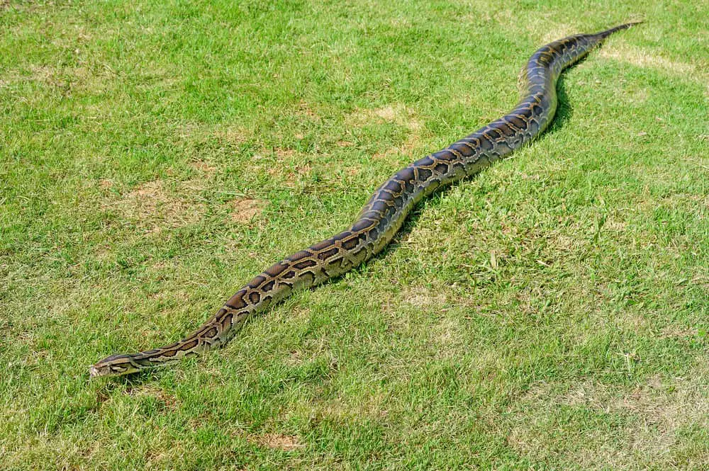This is a python on the move on the grass field.