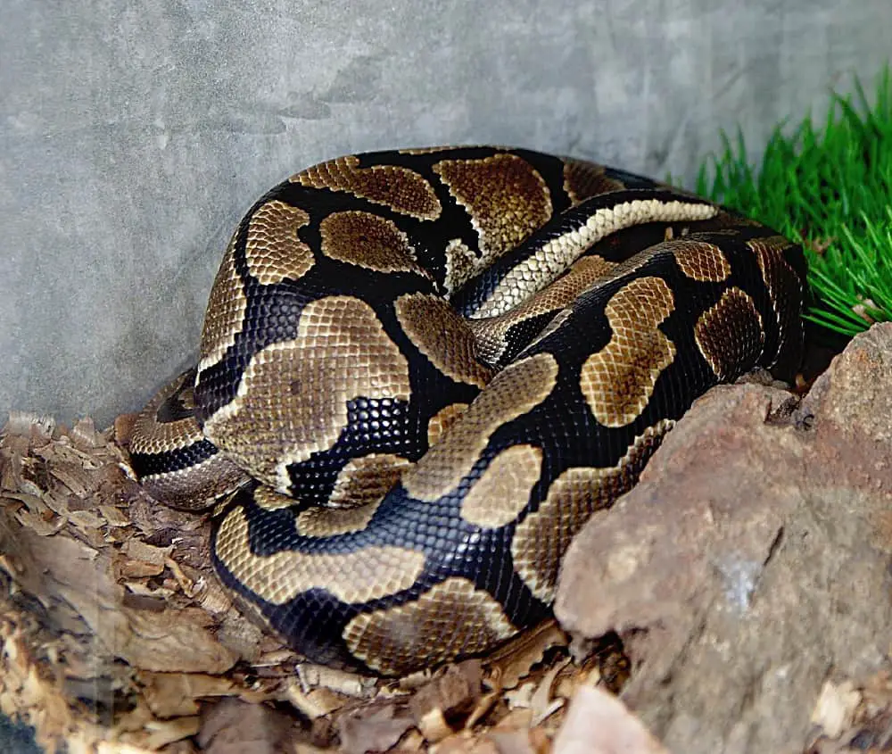 This is a close look at the Tumbes Peru Boa Constrictor coiled up into a ball.