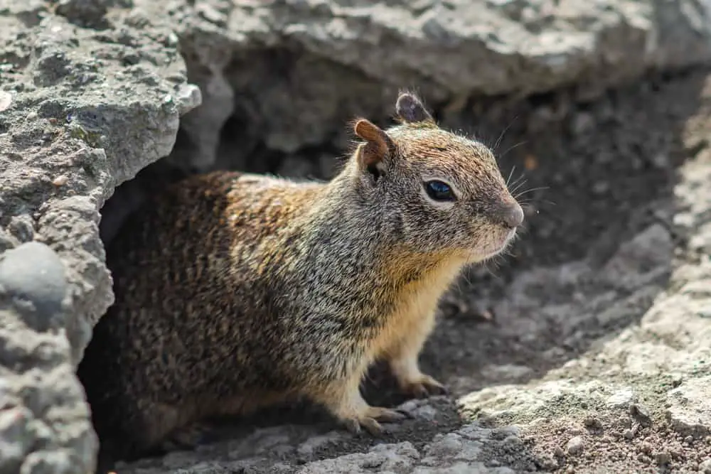 This is a ground squirrel coming out of its burrow.
