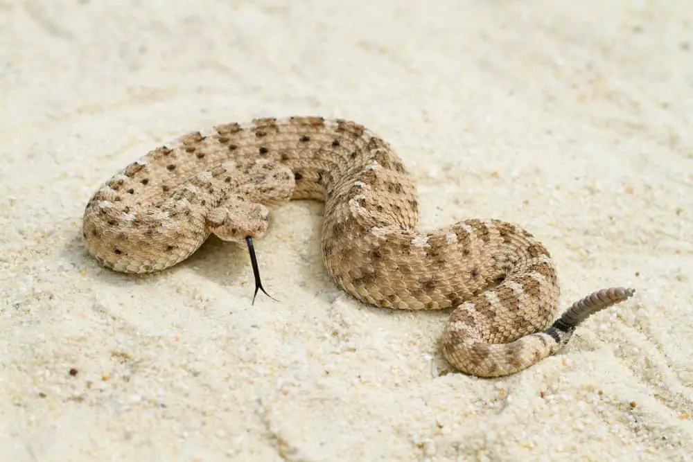 This is a close look at a The Sidewinder rattlesnake on a desert.