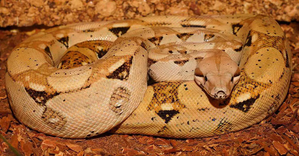 This is a Dominican Clouded Boa Constrictor coiled in its nest.