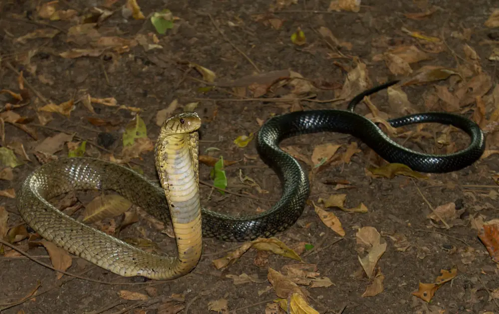 This is a forest cobra on the forest floor.