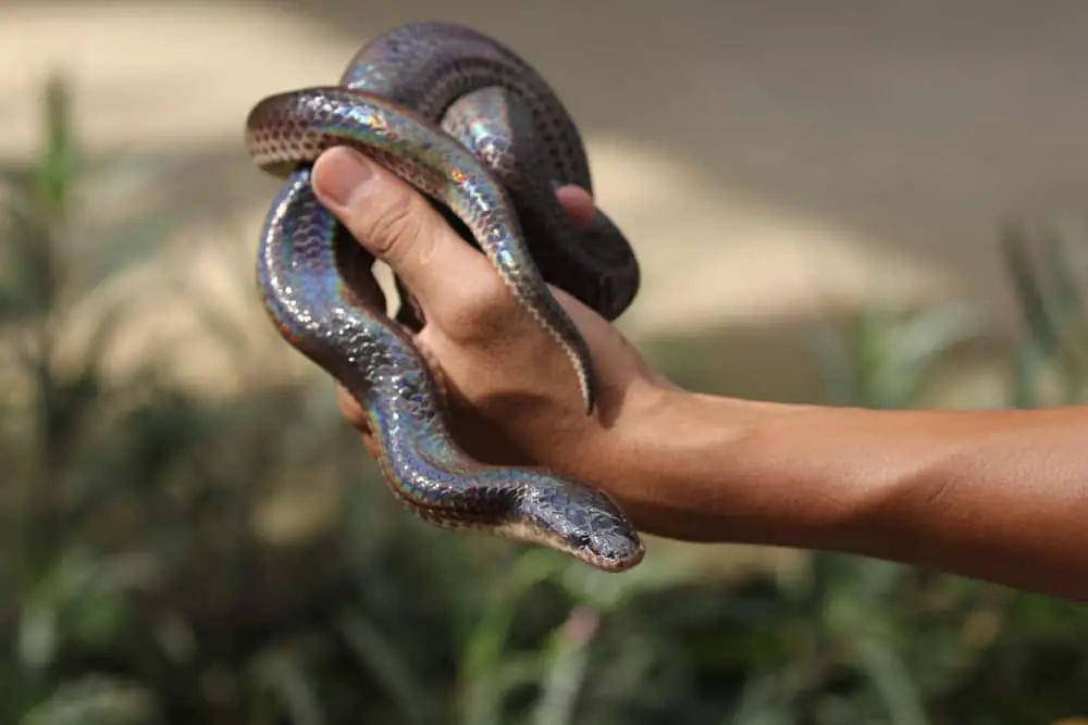 This is a hand holdi9ng a sunbeam snake pet.