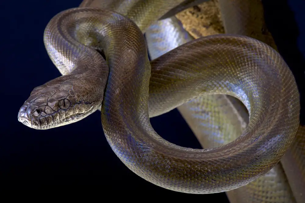 This is a close look at a Papuan Python curled up.