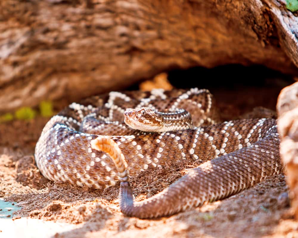 This is a close look at a South American Rattlesnake in a burrow.