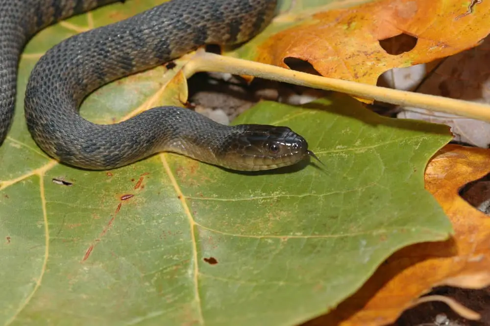 This is a Mississippi Green water snake passing through a leafy ground.
