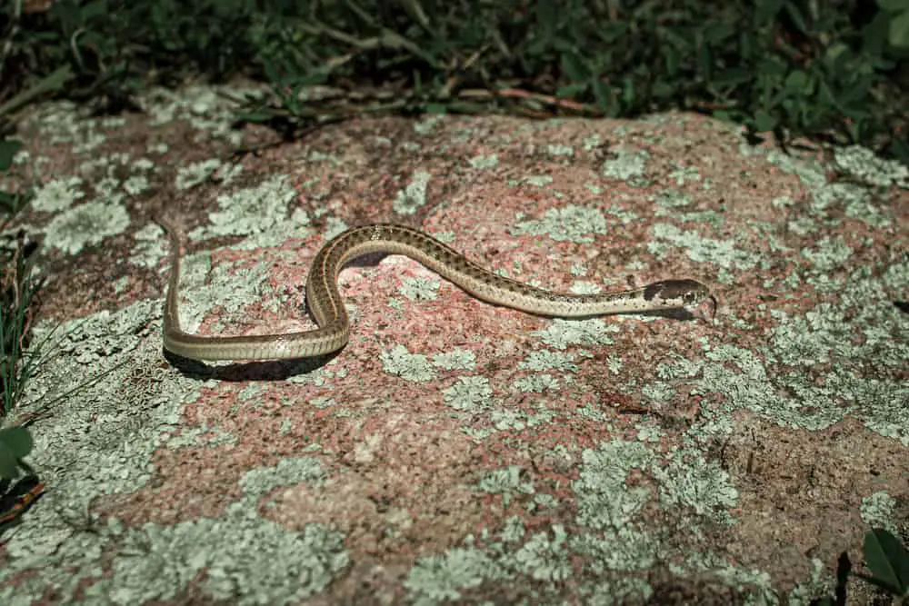 THis is a Sierra Garter Snake slithering on a large rock.