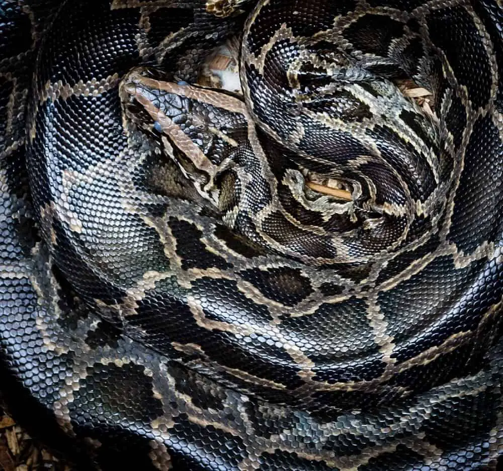 This is a St Lucia Boa Constrictor coiled on the ground.
