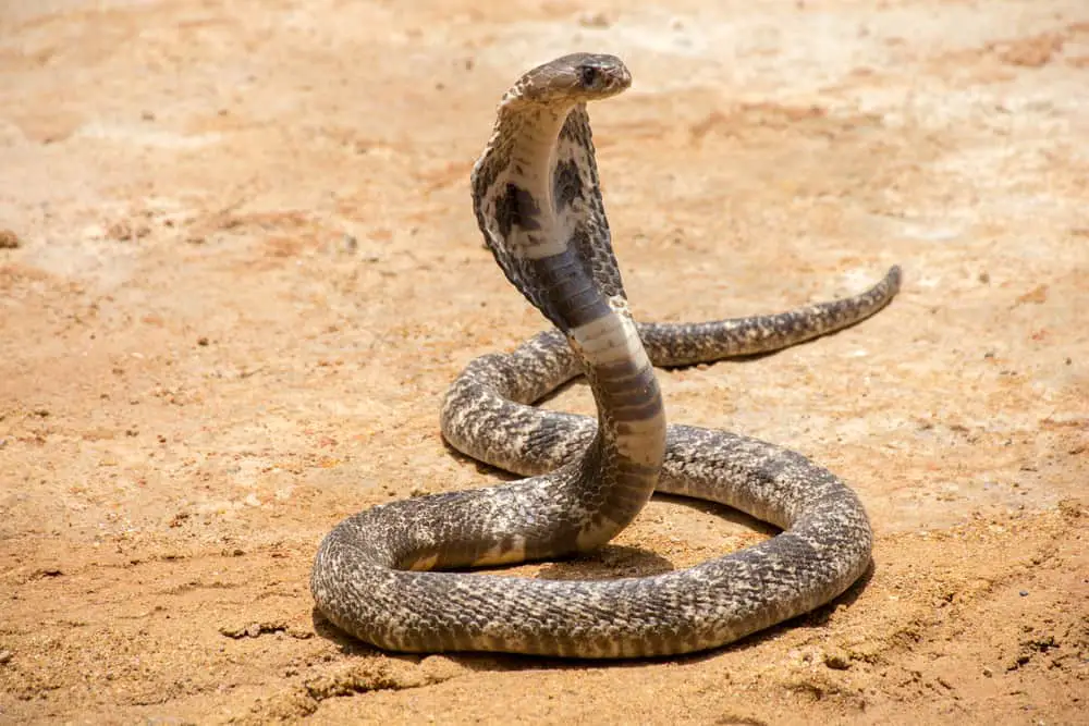 This is a king cobra on the sand with its head up.