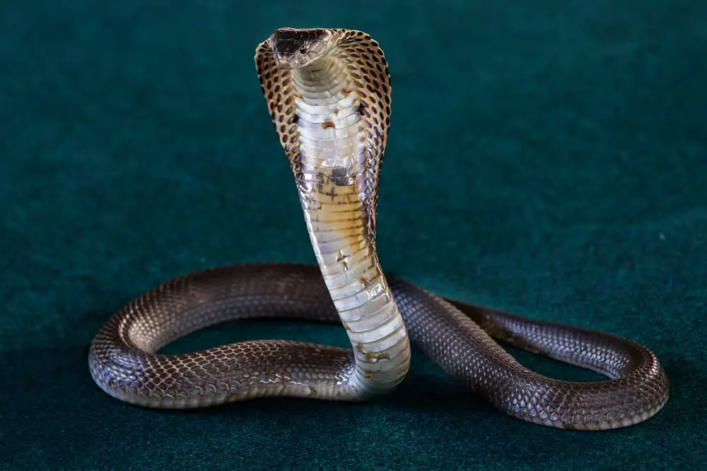 This is a close look at a Thai spitting cobra.