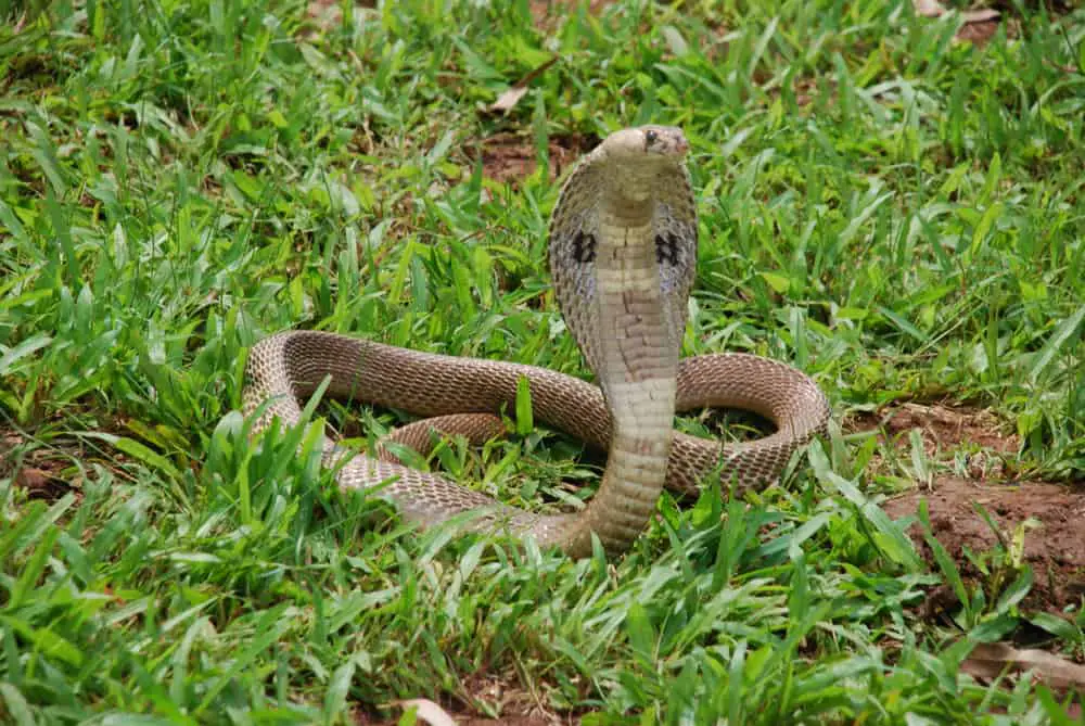 This is an Indian cobra on a grassy field.