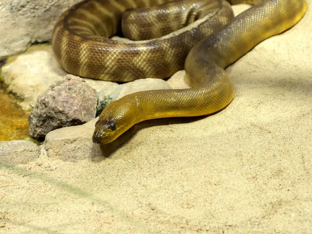 This is a close look at a Ramsay's Python in captivity.