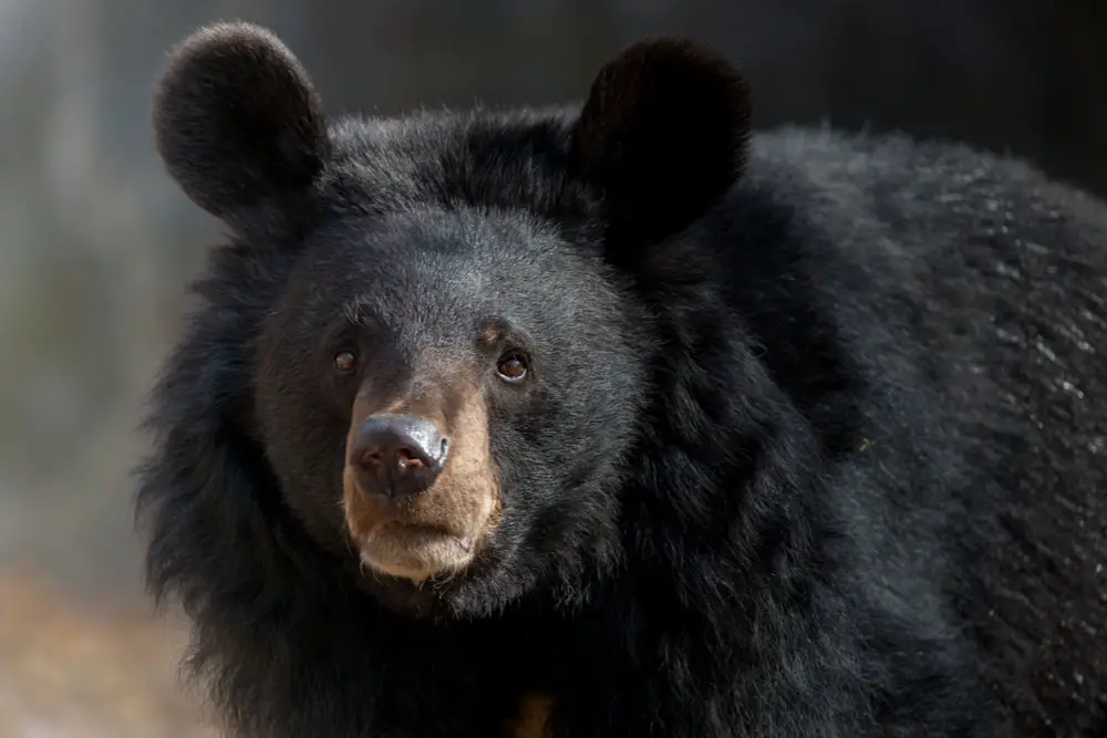 Asian Black Bear