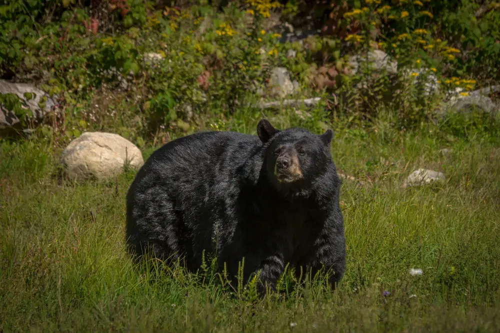 Black Bear