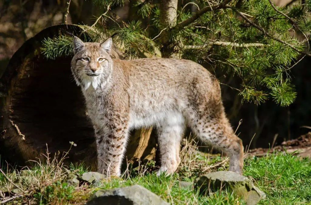 A bobcat standing against a tree and a huge log.