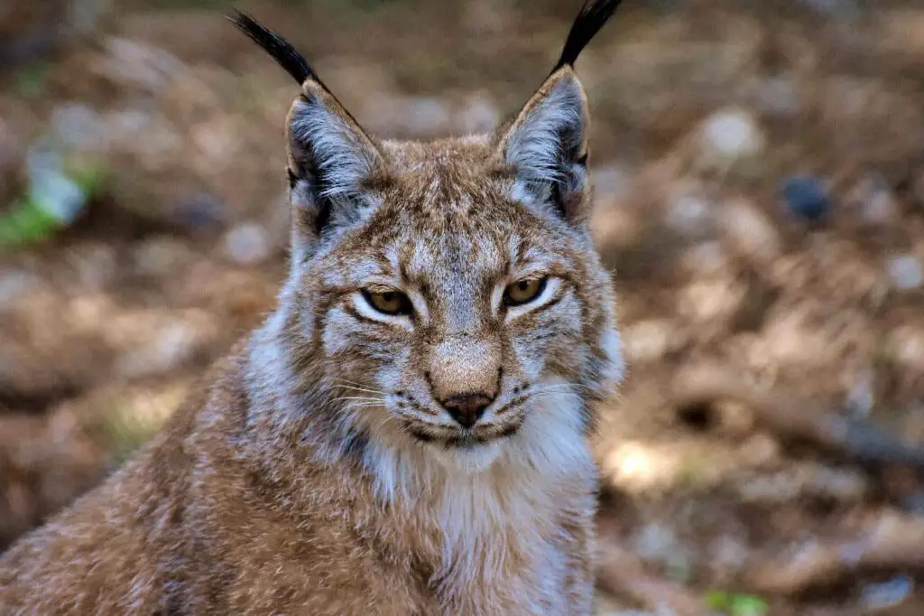 Close-up of a bobcat face.