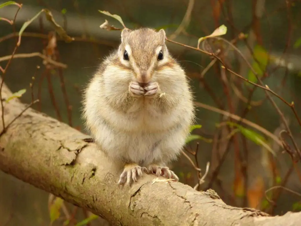 A chipmunk on a branch of tree eating a nut.