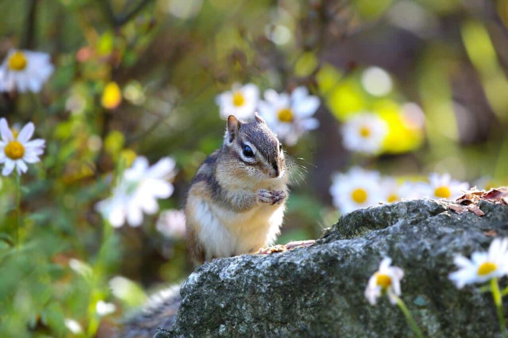 A chipmunk holding a nut over a branch of tree surrounded with flowers.