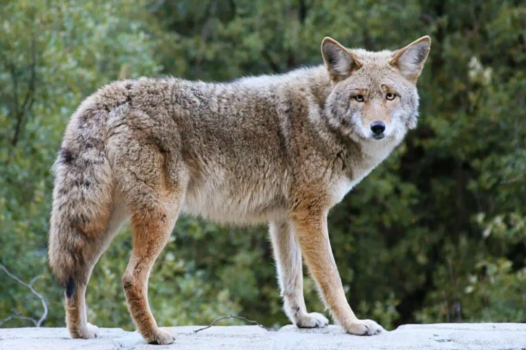 Close-up of a coyote walking on the road.