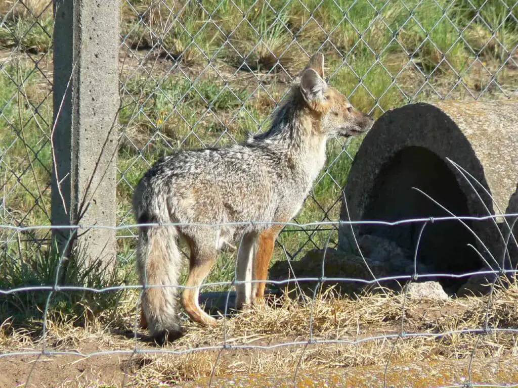 A coyote trying to pass through the wired fence.