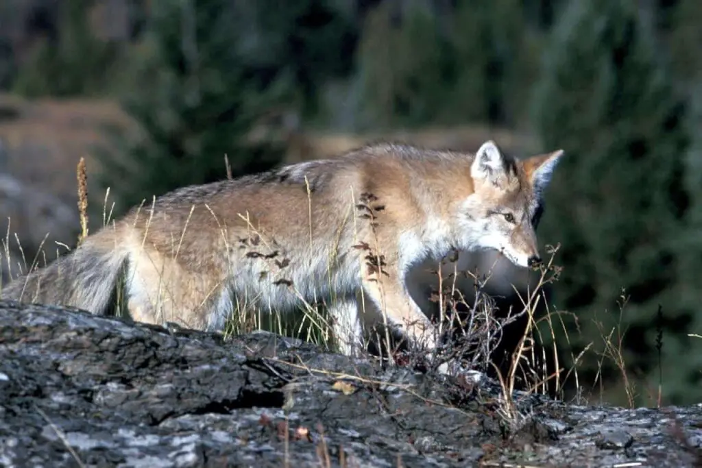 A fox over a branch of tree hunting for food.