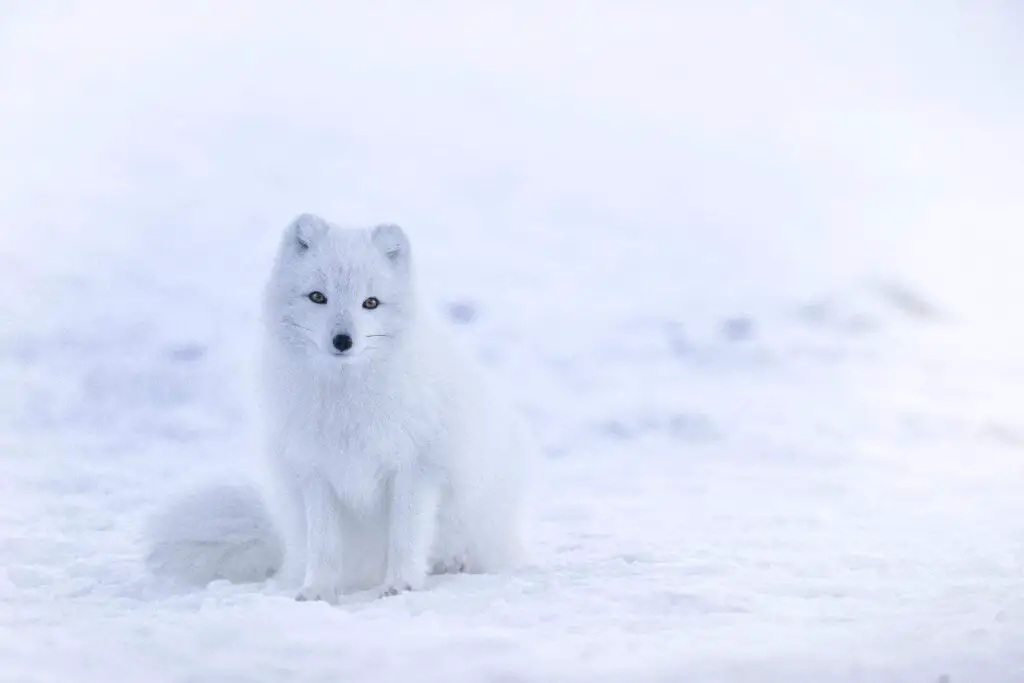 Arctic fox sitting on the snow.