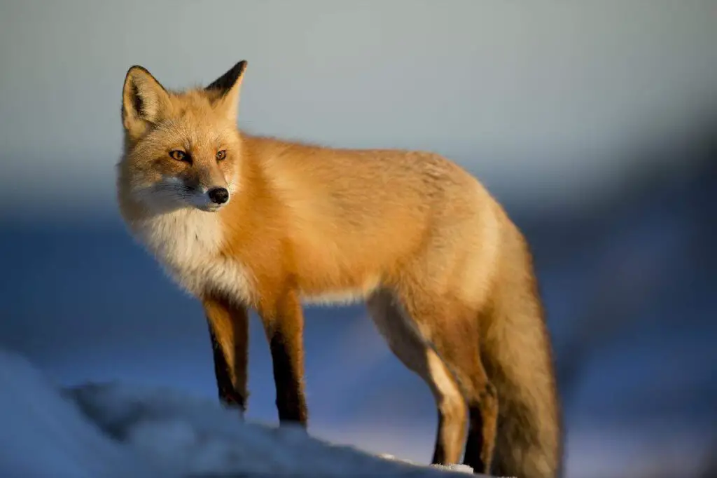 A red fox looking at a distant.