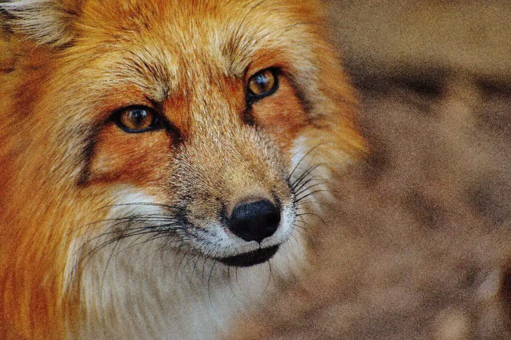 Close-up of a red fox face.