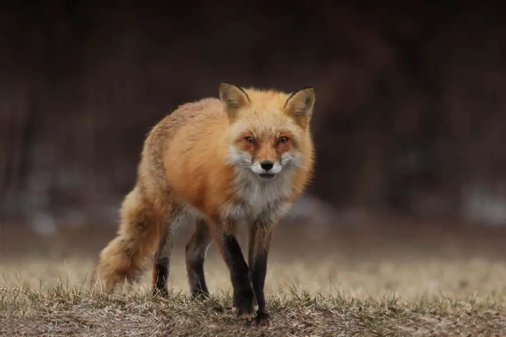 Close-up of a fox wandering in the middle of the field.