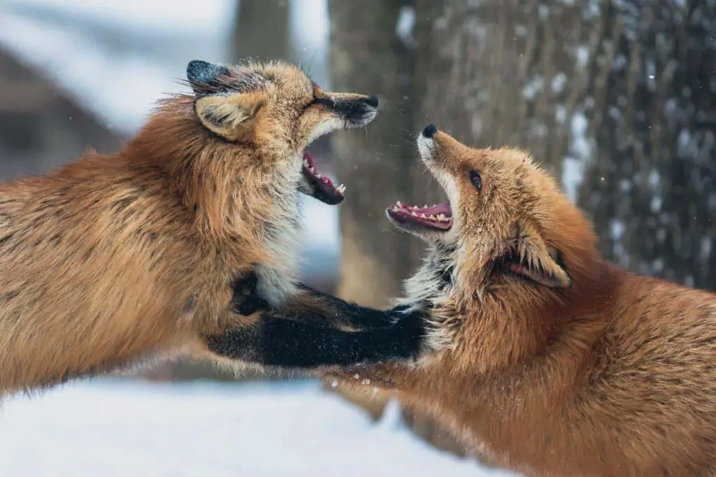 Red fox fighting with a coyote during winter.