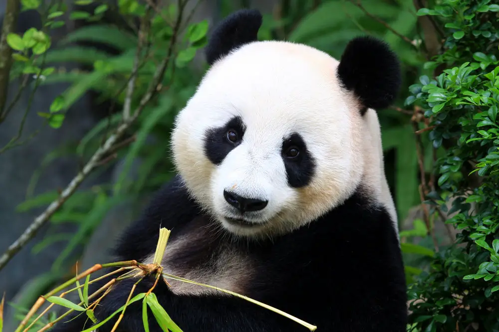 Giant Panda Bear