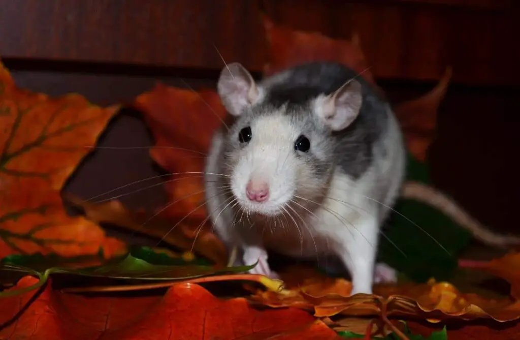 A pet rat standing on the hardwood flooring covered with autumn leaves.