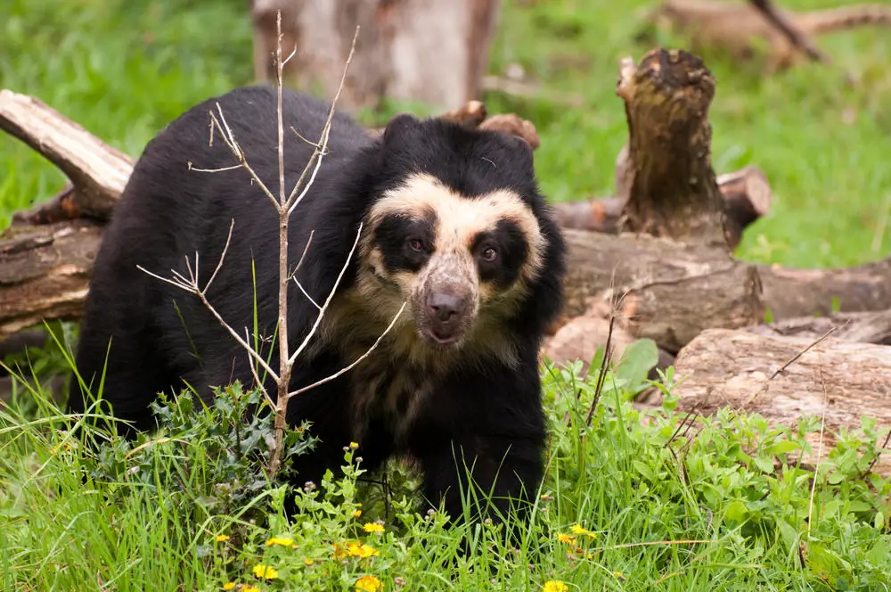 Spectacled Black Bear