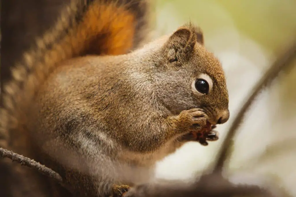 Close-up of a squirrel eating nut.