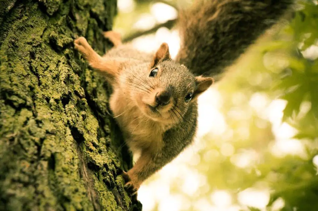 Squirrel on a tree looking down.