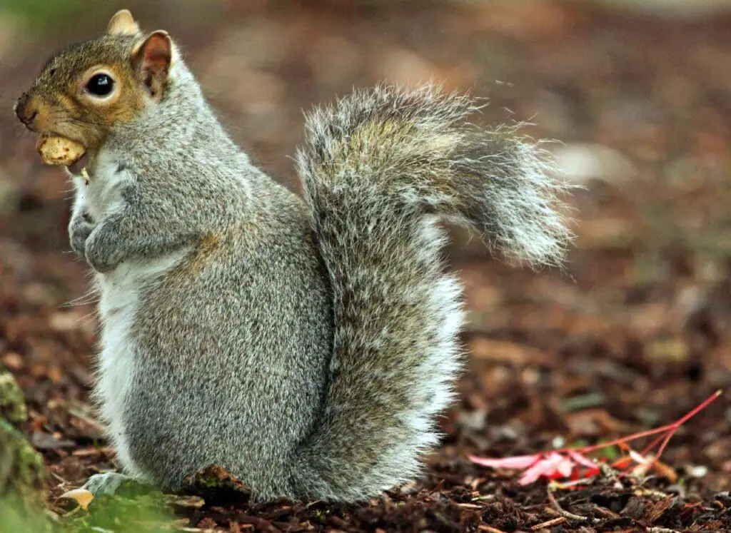 Squirrel with nut on its mouth.