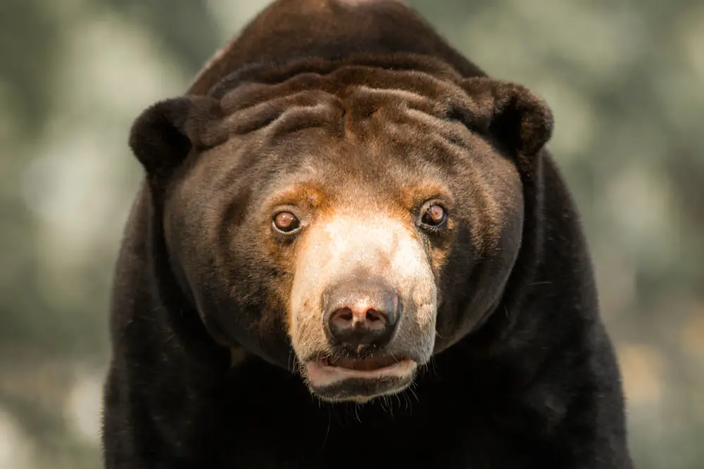 Sun Bear