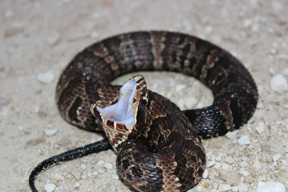 This is a Cottonmouth Water Moccasin viper with its mouth open.