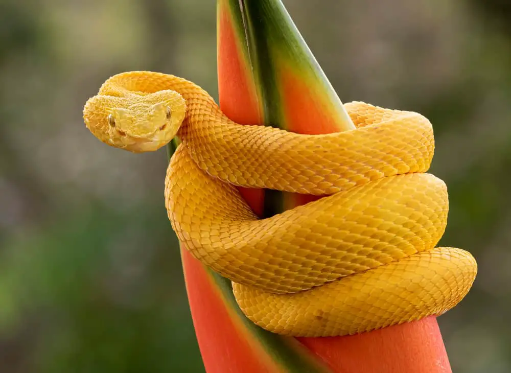 This is a Yellow Eyelash Palm Pit Viper coiled around a plant.