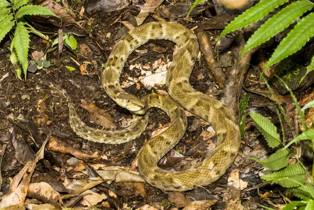 This is a lancehead viper coiled on the forest floor.