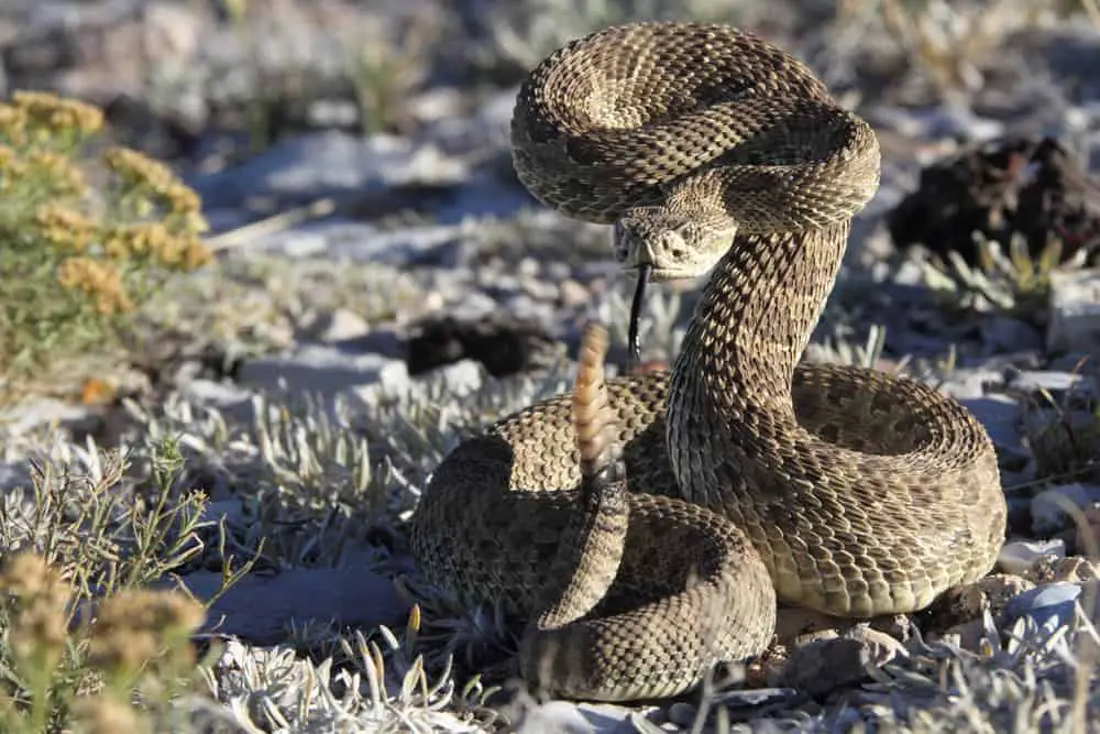 This is a rattlesnake viper ready to strike.