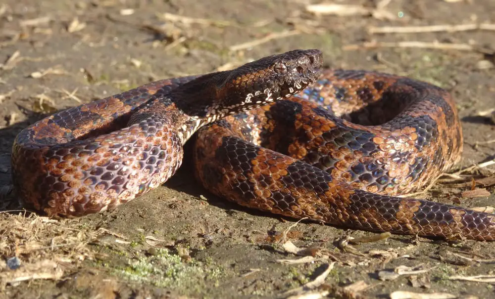 This is a mature mountain viper coiled on ground.