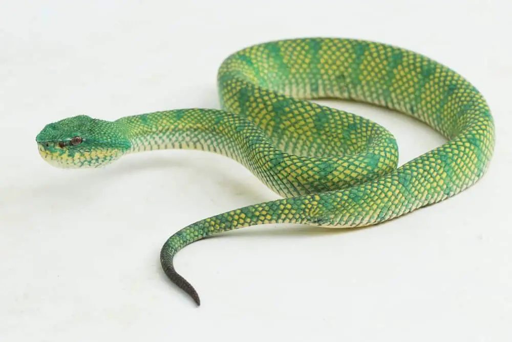 This is a green and yellow Temple Pit Viper.
